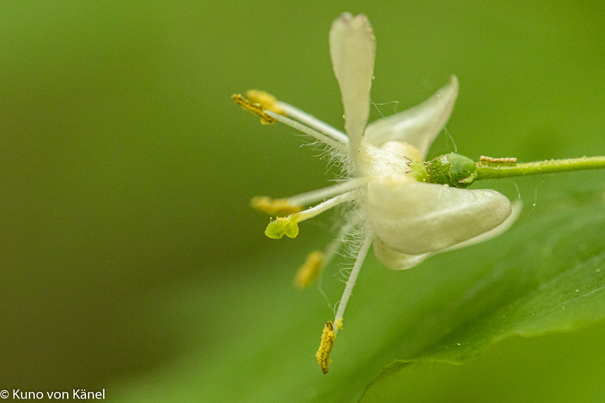 Weisse Blüte des schwarzen Geissblatts